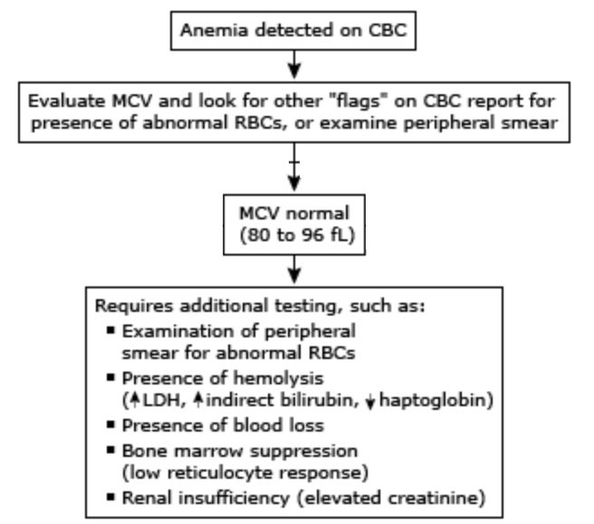 Normocytic Anemia Medgeeks